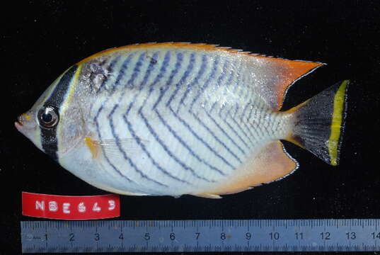 Image of Acropora Butterfly