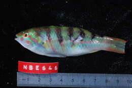 Image of Parrotfish