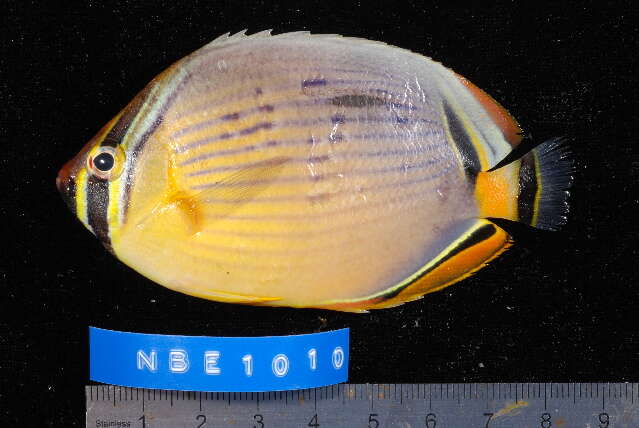 Imagem de Chaetodon trifasciatus Park 1797