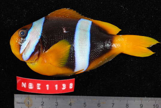 صورة Amphiprion latifasciatus Allen 1972