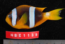 Image of Madagascar anemonefish