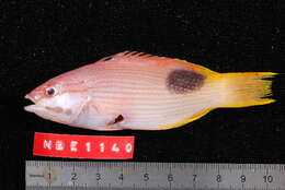 Image of Blackspot wrasse