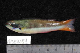 Image of Bluehead wrasse