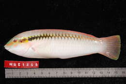 Image of Brownbanded wrasse