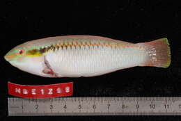 Image of Brownbanded wrasse