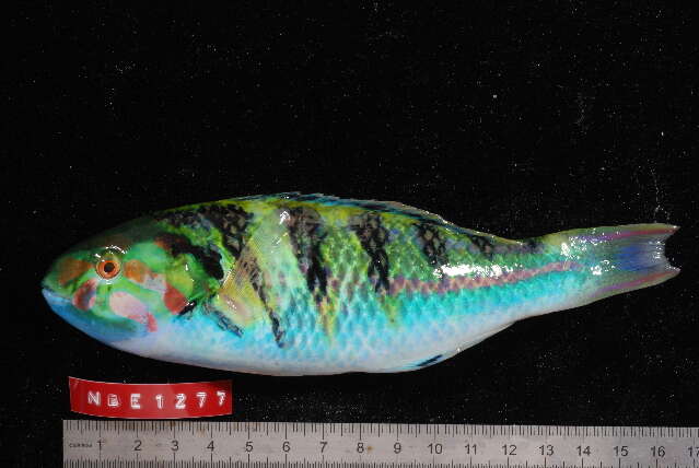 Image of Parrotfish