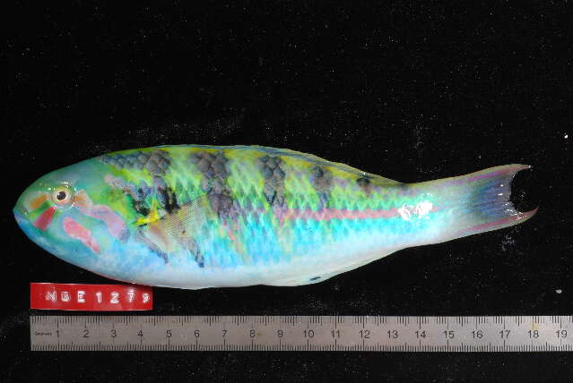 Image of Parrotfish