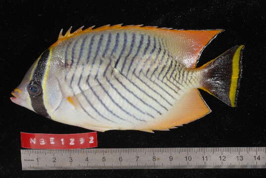 Image of Acropora Butterfly