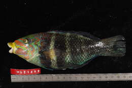 Imagem de Hemigymnus fasciatus (Bloch 1792)