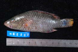 Image of Bandcheek wrasse