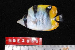 Image of Blackwedged Butterflyfish