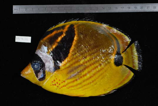 Image of Halfmoon Butterflyfish