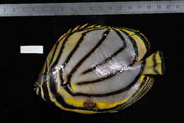 Image of Maypole Butterflyfish