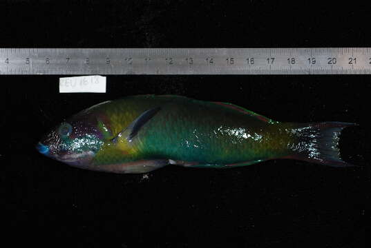 Image of Green moon wrasse