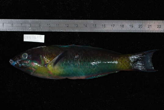 Image of Green moon wrasse