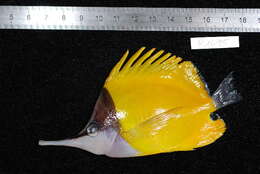 Image of Longnose butterflyfishes