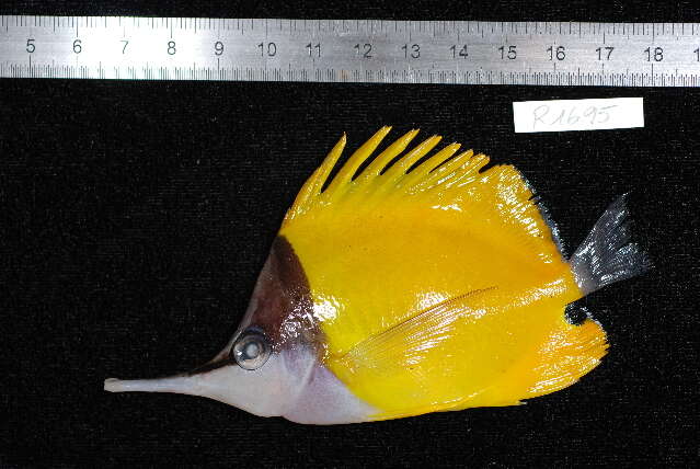 Image of Longnose butterflyfishes