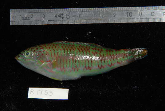 Image of Parrotfish