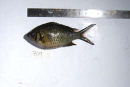 Chromis xanthochira (Bleeker 1851)的圖片