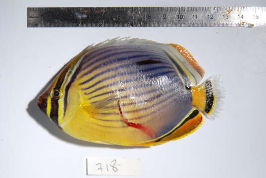 Image of Lineated Butterflyfish