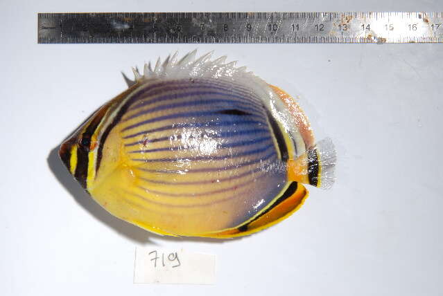 Imagem de Chaetodon trifasciatus Park 1797