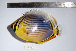 Imagem de Chaetodon trifasciatus Park 1797