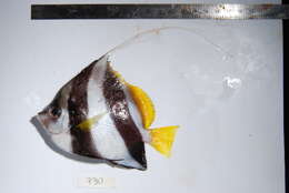 Image of Bannerfish