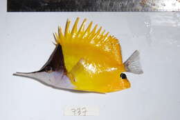 Image of Longnose butterflyfishes