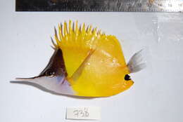 Image of Longnose butterflyfishes