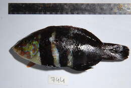 Imagem de Hemigymnus fasciatus (Bloch 1792)