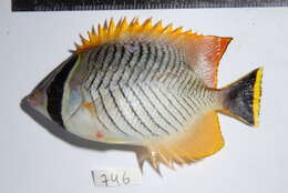 Image of Acropora Butterfly