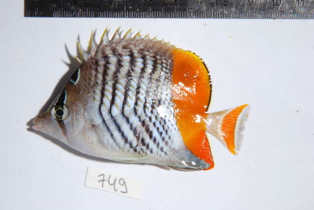 Image of Cross-hatch Butterflyfish