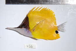 Image of Longnose butterflyfishes