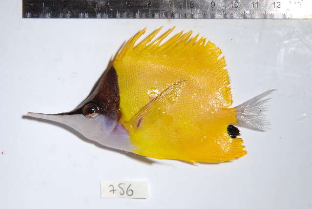 Image of Longnose butterflyfishes