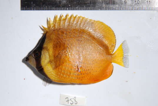 Image of Blacklip Butterflyfish