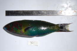 Image of Green moon wrasse