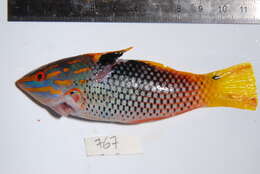 Image of Checkerboard wrasse