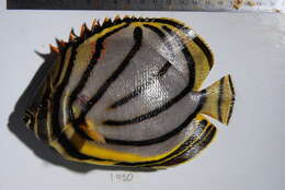 Image of Maypole Butterflyfish