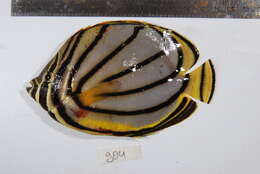 Image of Maypole Butterflyfish