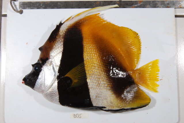 Image of Bannerfish