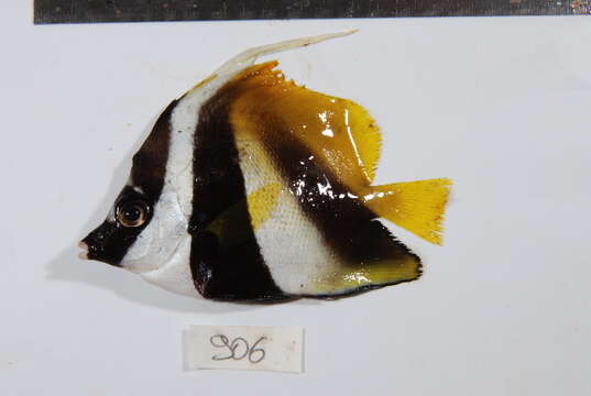 Image of Bannerfish