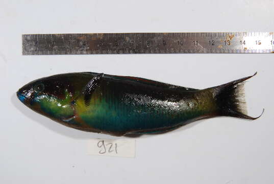 Image of Green moon wrasse