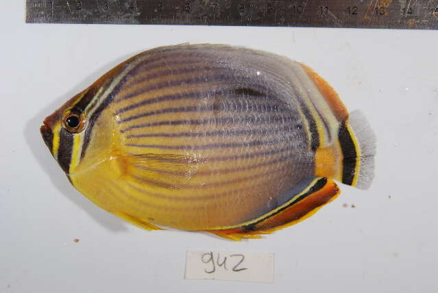 Imagem de Chaetodon trifasciatus Park 1797