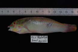 Image of Brownbanded wrasse