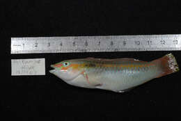 Image of Brownbanded wrasse