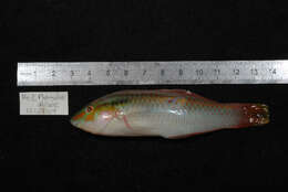 Image of Brownbanded wrasse