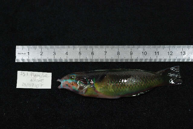 Image of Green moon wrasse