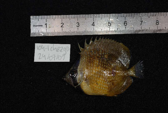 Image of Blacklip Butterflyfish