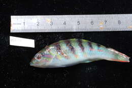 Image of Parrotfish