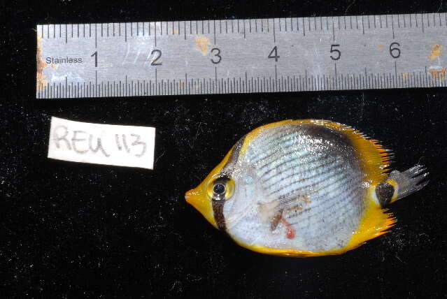 Image of Black-back Butterflyfish